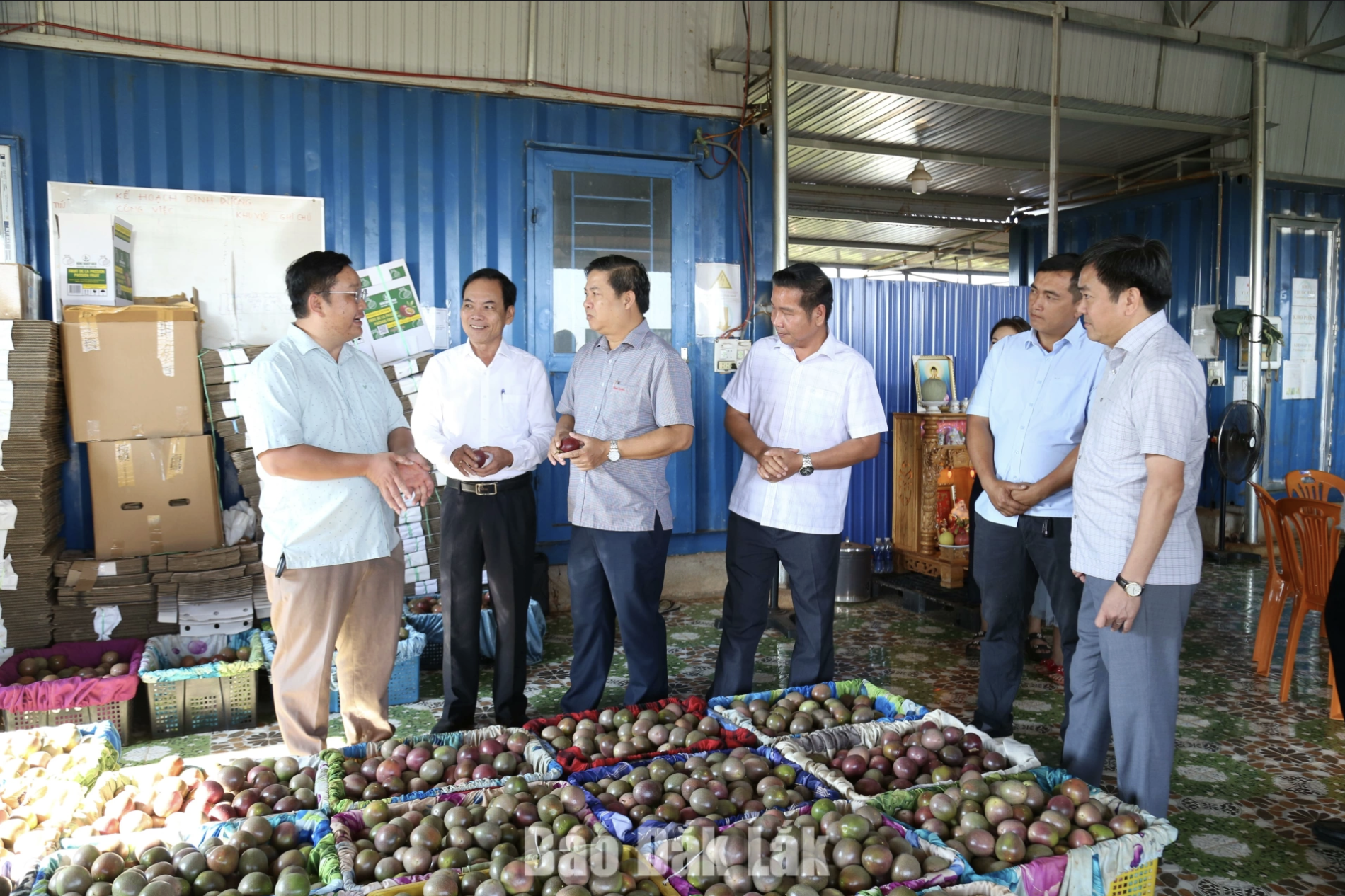 Bí thư Tỉnh ủy Lương Nguyễn Minh Triết thăm các mô hình phát triển nông nghiệp